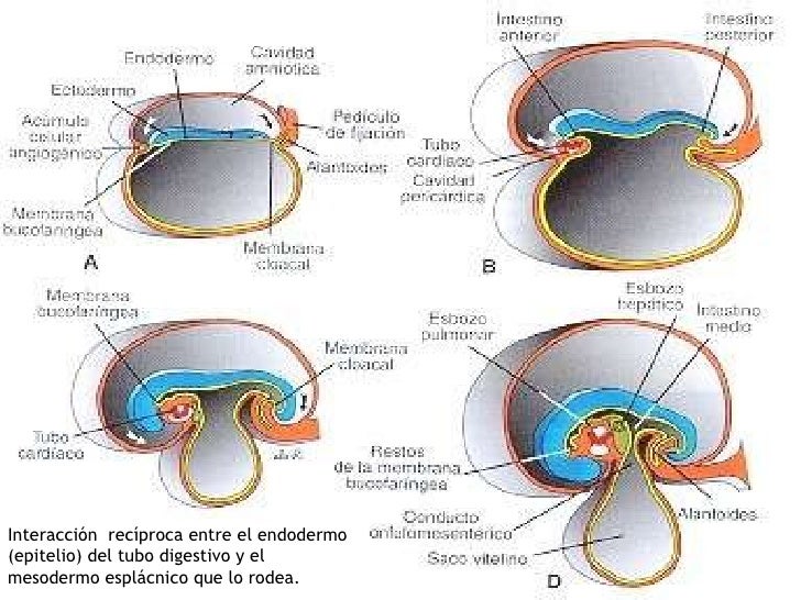 embriologia del sistema digestivo